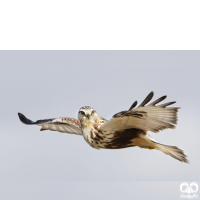 گونه سارگپه پرپا Rough-legged Buzzard